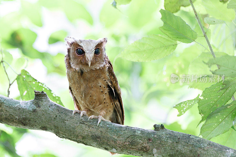 夜行鸟:成年白额镜鸮(Otus sagittatus)。